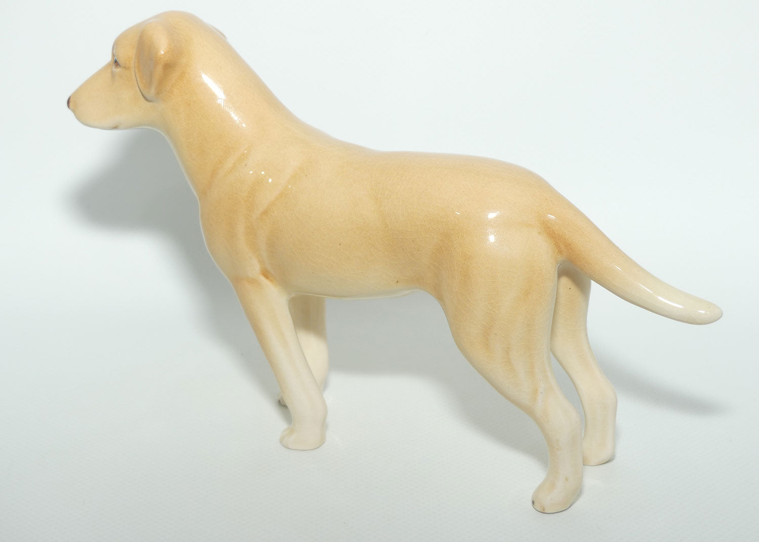 SylvaC #3500 | Dog | Labrador