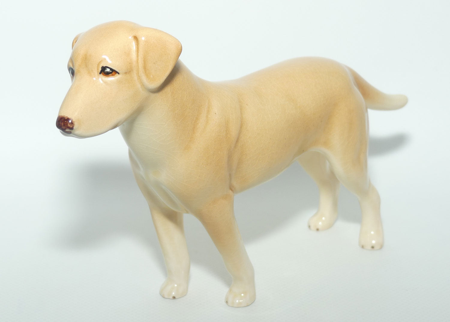 SylvaC #3500 | Dog | Labrador