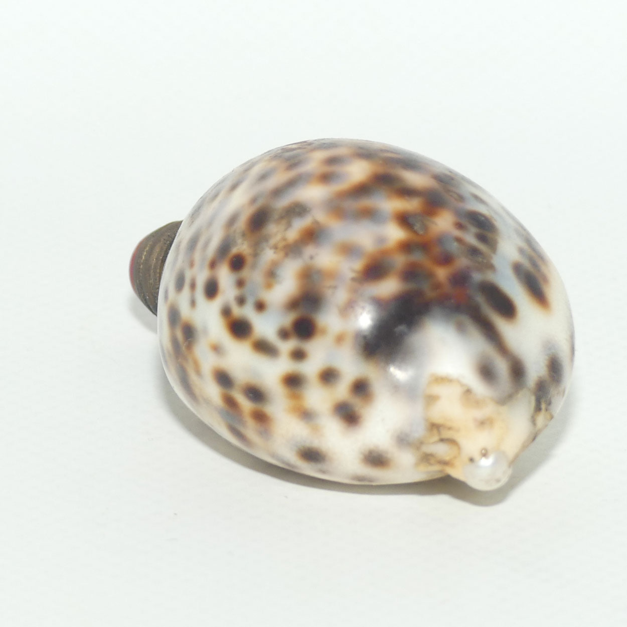 Chinese Snuff bottle | Leopard Cowrie Shell set with Seed Pearls
