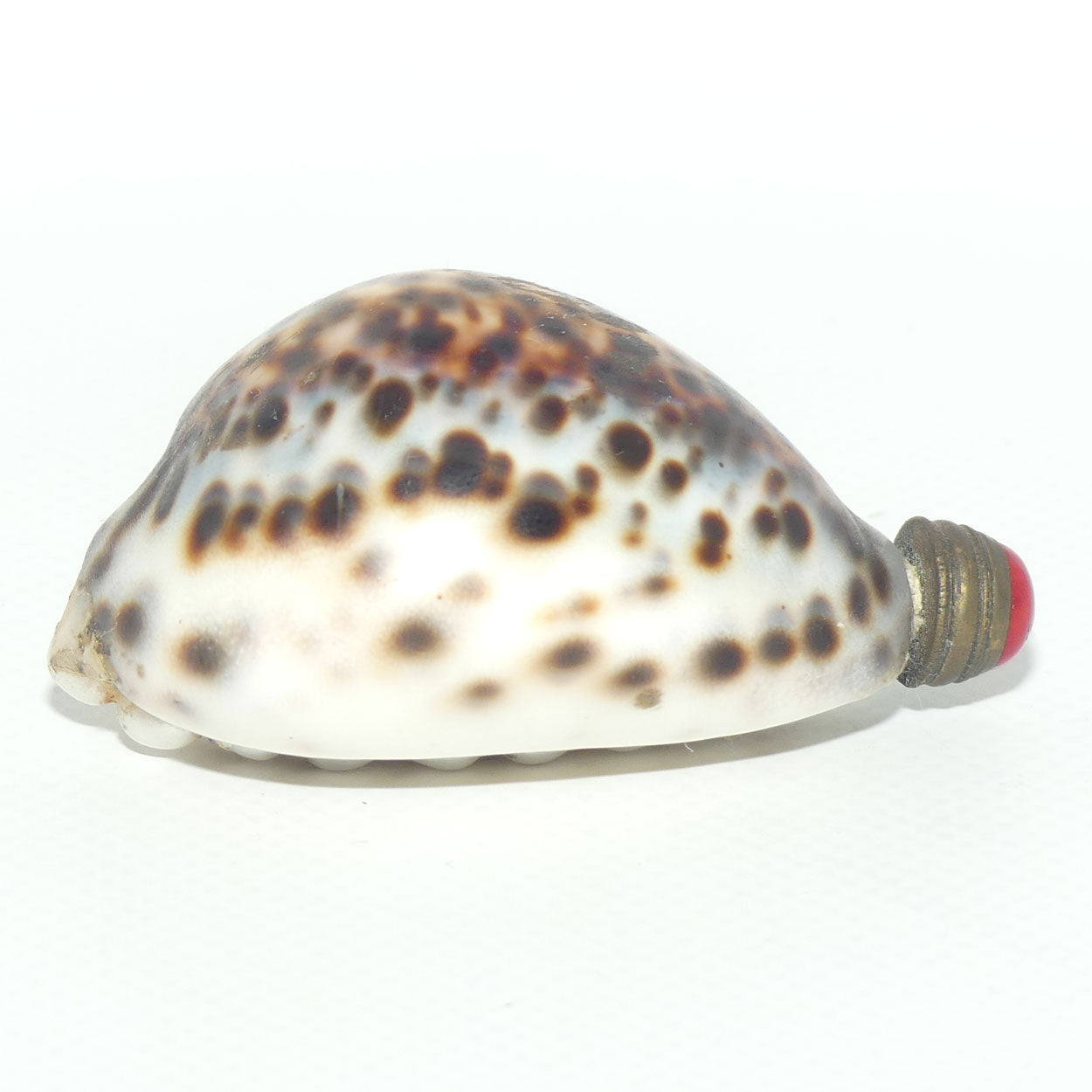 Chinese Snuff bottle | Leopard Cowrie Shell set with Seed Pearls