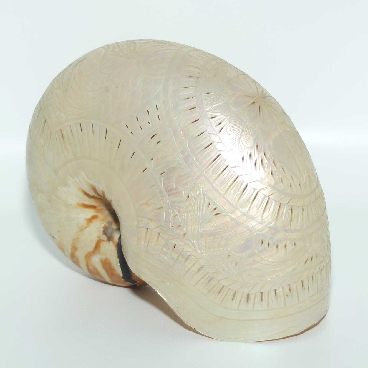 Superbly Carved and Reticulated Nautilus Shell | Foliate Carved | c.1910