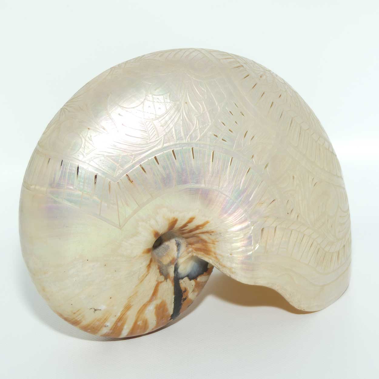 Superbly Carved and Reticulated Nautilus Shell | Foliate Carved | c.1910