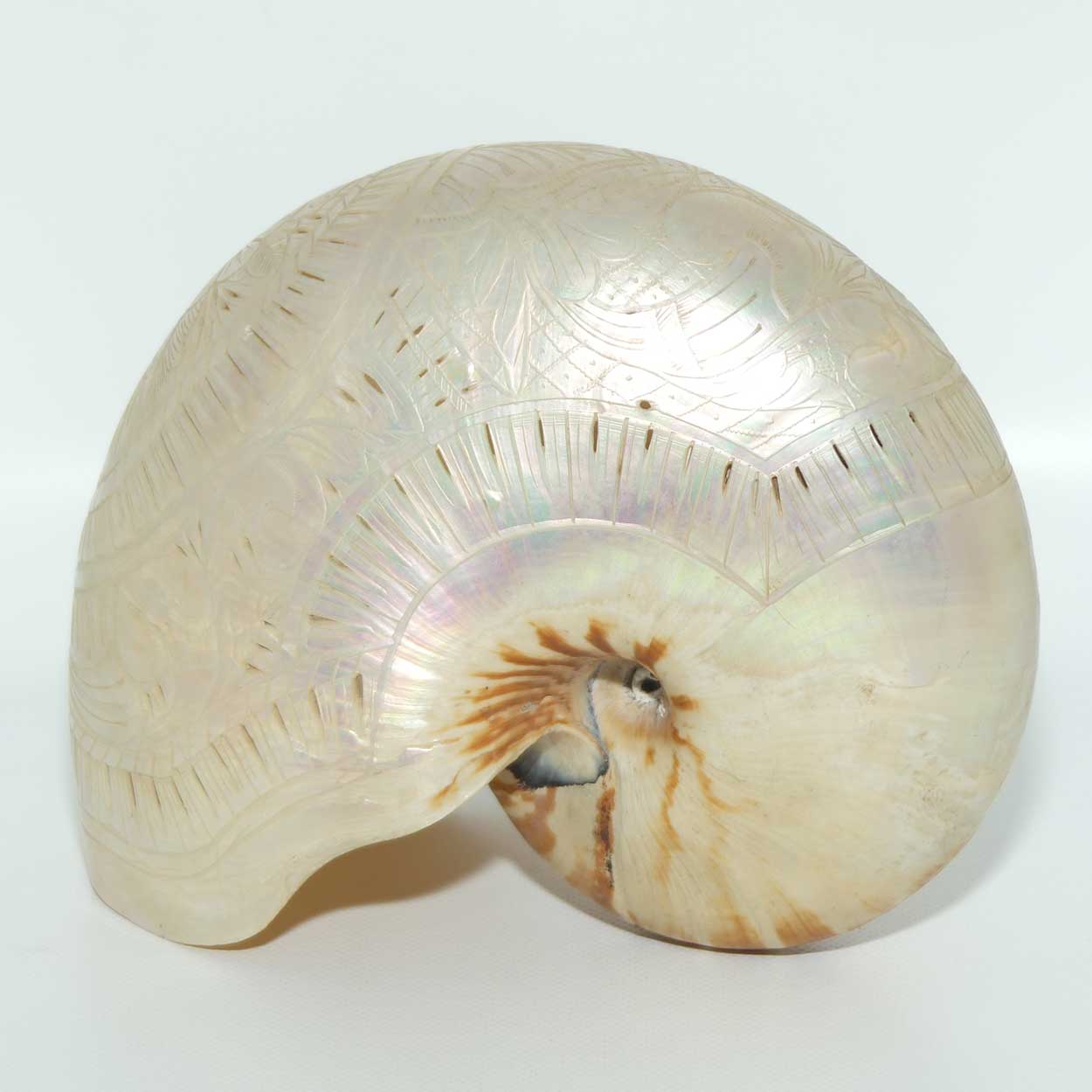 Superbly Carved and Reticulated Nautilus Shell | Foliate Carved | c.1910