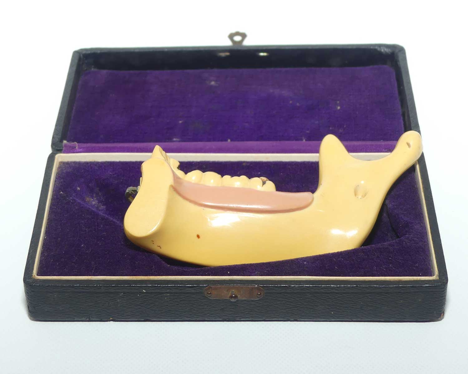 Dentist's Educational Display Mandible | Object Of Curiosity | made from Galalith or Bakelite