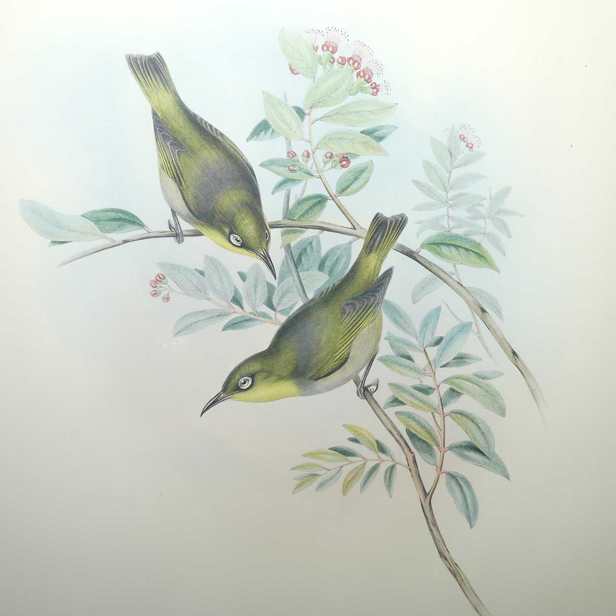 John Gould | Birds of Australia framed lithograph | Zosterops Strenuus | Robust white-eye | Lord Howe white-eye | Robust Silvereye