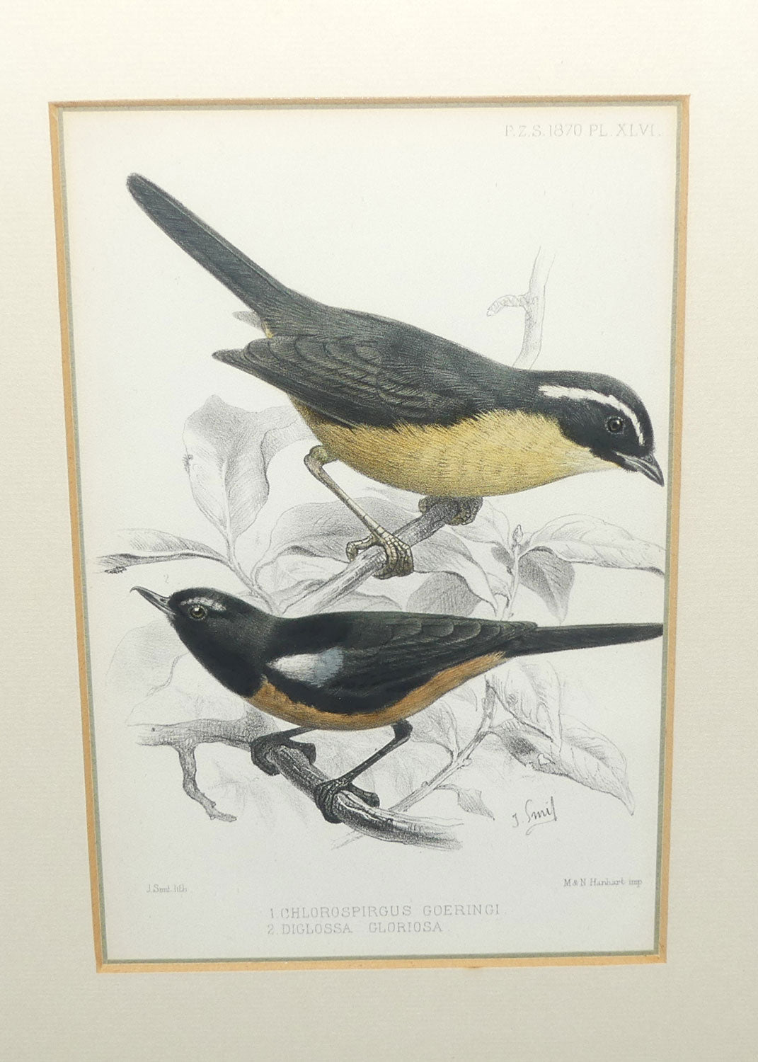 Antiquarian Print | Chlorospirgus Goeringi and Diglossa Gloriosa | Slaty-backed Hemispingus and Mérida Flowerpiercer | by Joseph Smit