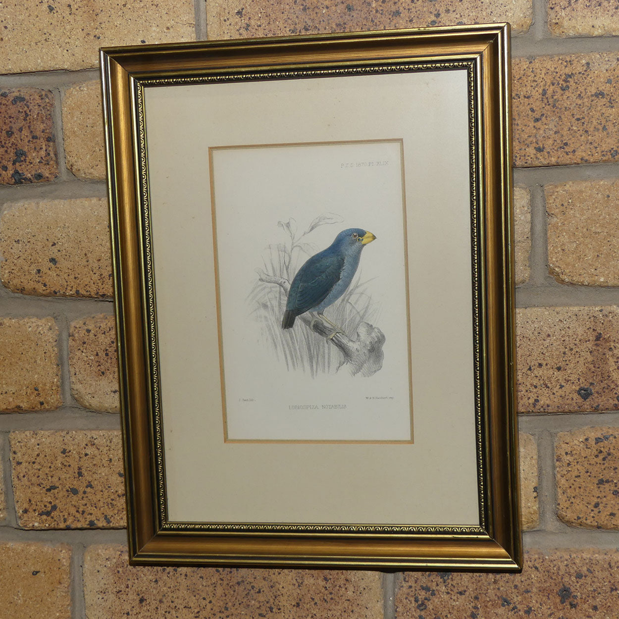 Antiquarian Print | Lobiospiza Notabilis | Red-headed Parrotfinch fledgling | by Joseph Smit