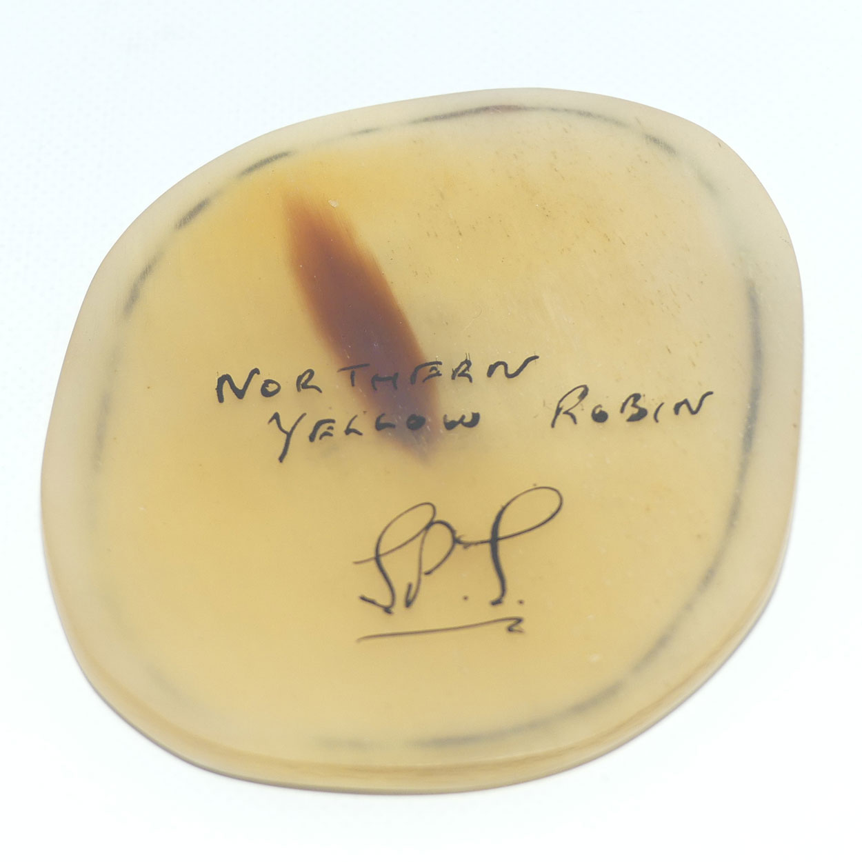 Enamelled Scrimshaw on Horn | Northern Yellow Robin