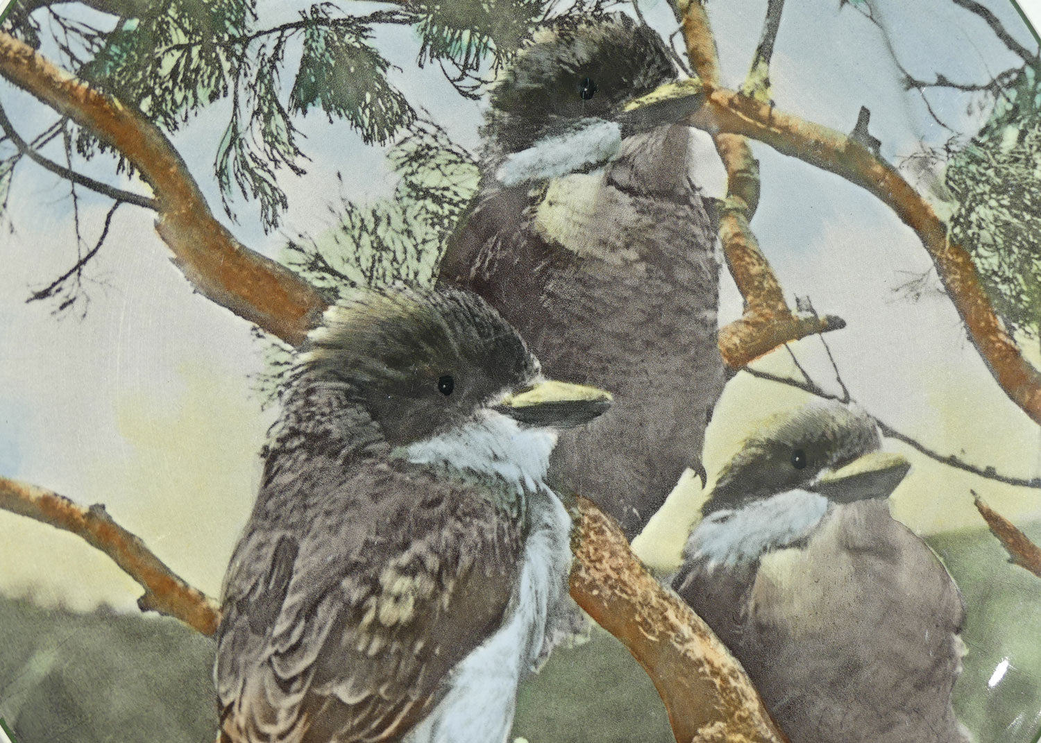 Royal Doulton Australian Views plate #7 | Young Kookaburras D6426