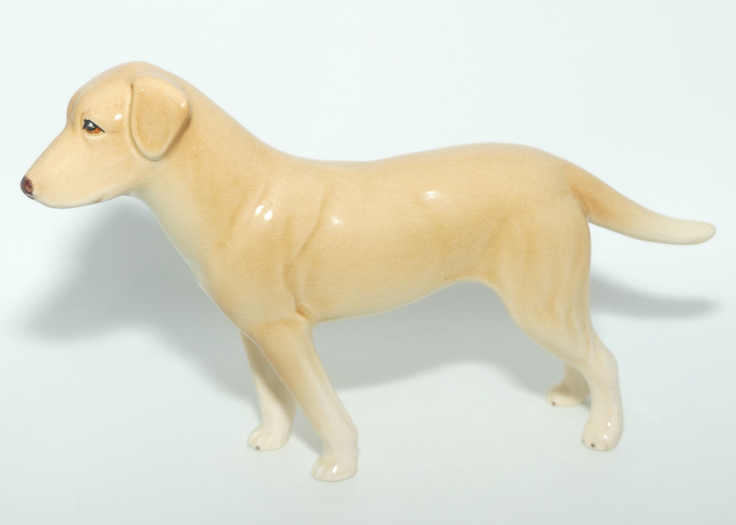 SylvaC #3500 | Dog | Labrador