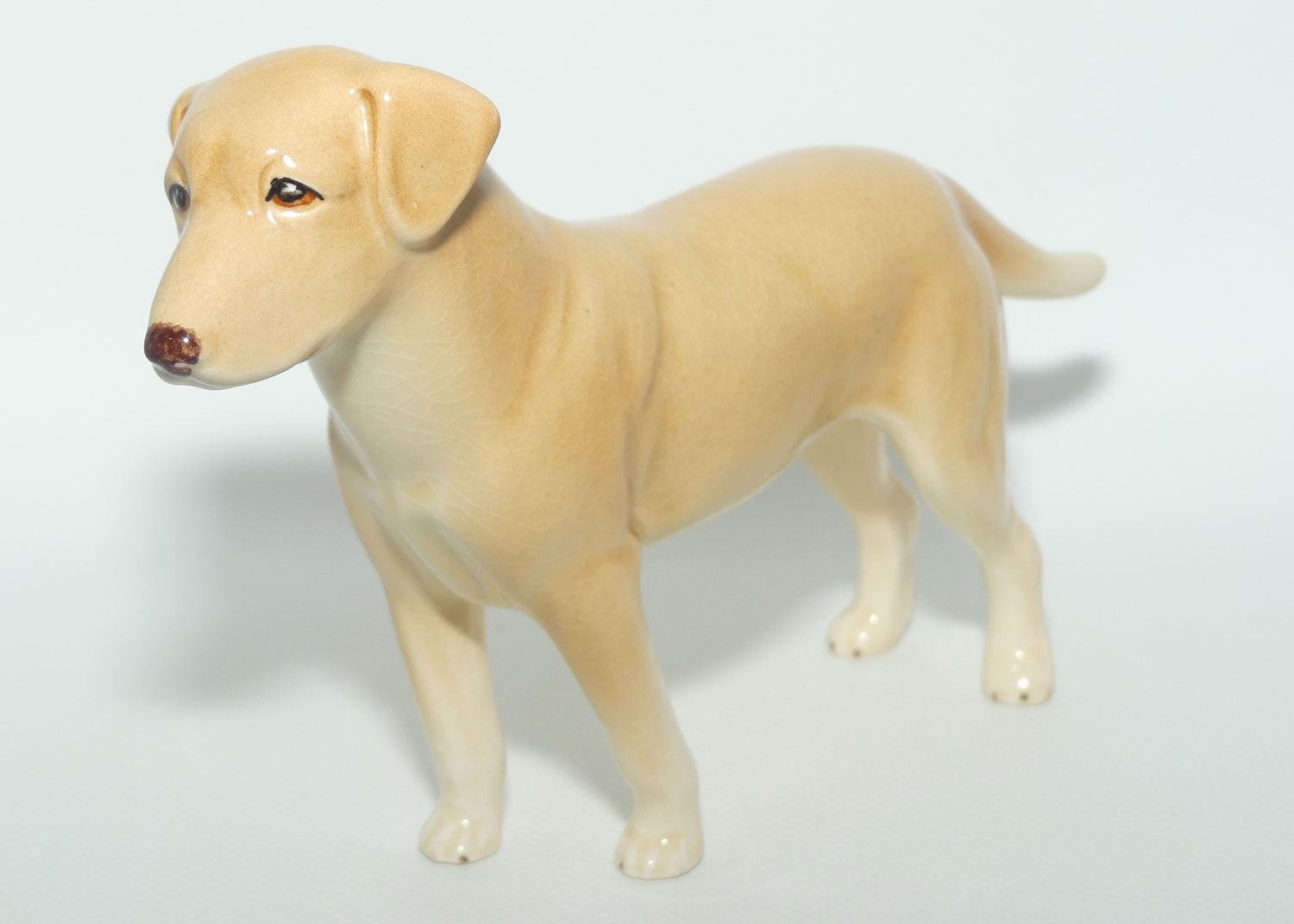 SylvaC #3500 | Dog | Labrador