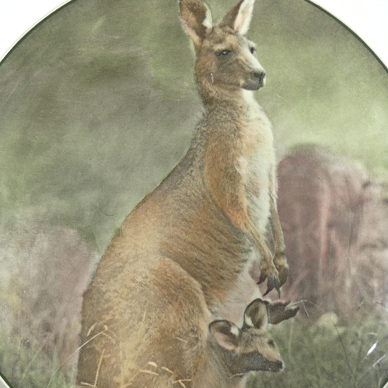 Royal Doulton Australian Views plate #4 | Mother Kangaroo with Joey D6423