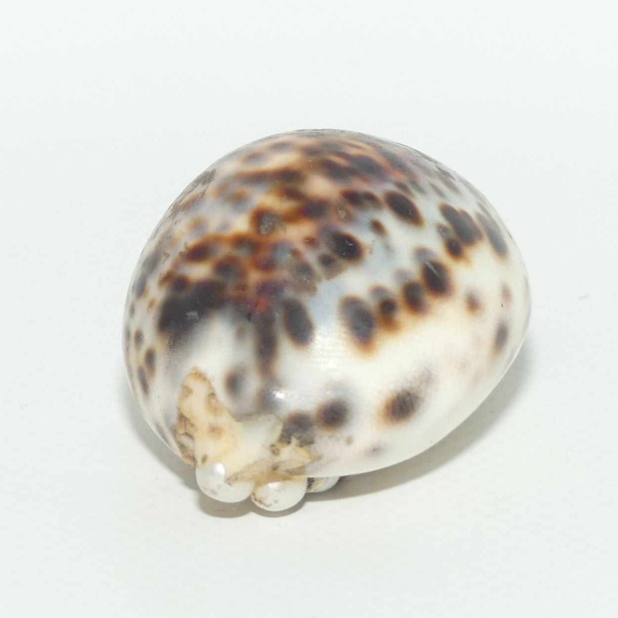Chinese Snuff bottle | Leopard Cowrie Shell set with Seed Pearls
