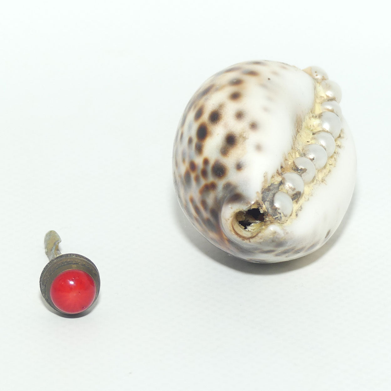 Chinese Snuff bottle | Leopard Cowrie Shell set with Seed Pearls