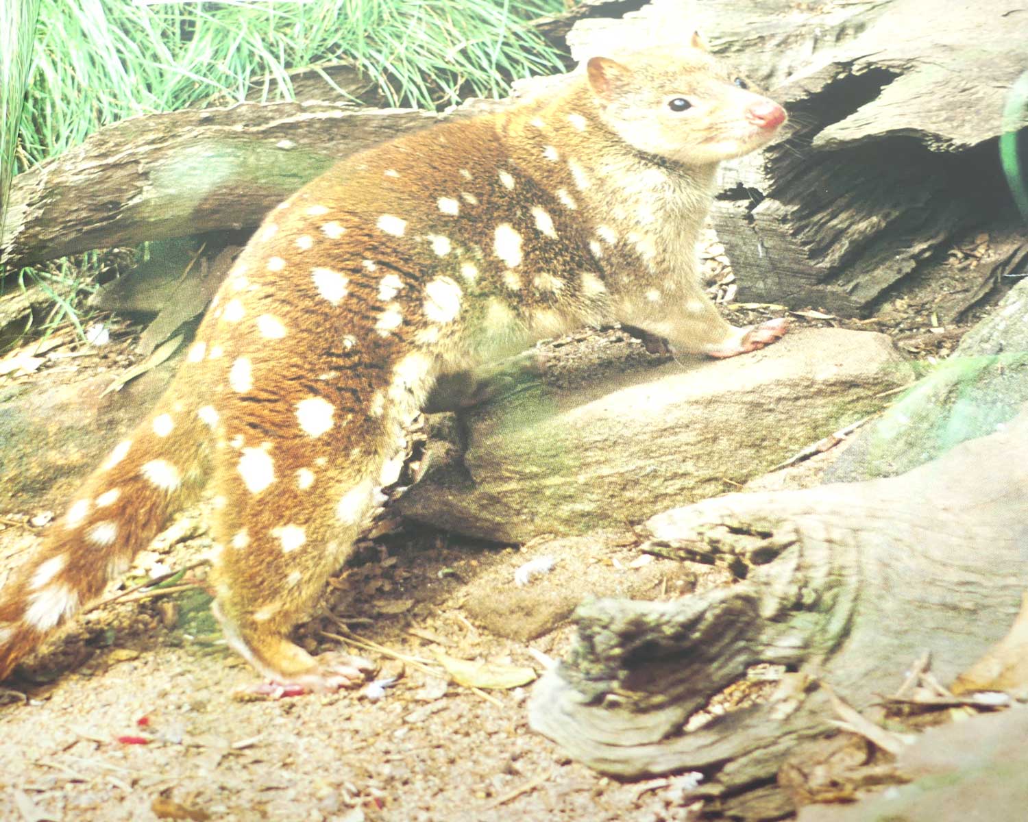 Reference Book | Australian Geographic | Australia Gone Wild | An anthology of the best nature stories from Australian Geographic