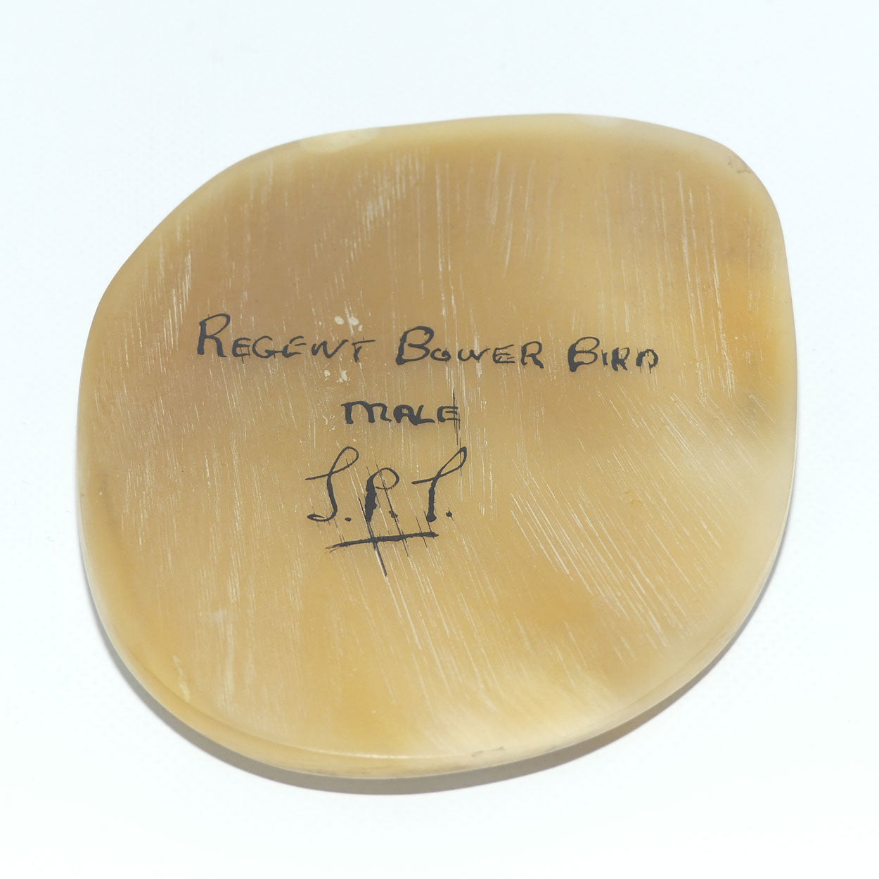 Enamelled Scrimshaw on Horn | Regent Bower Bird | Male