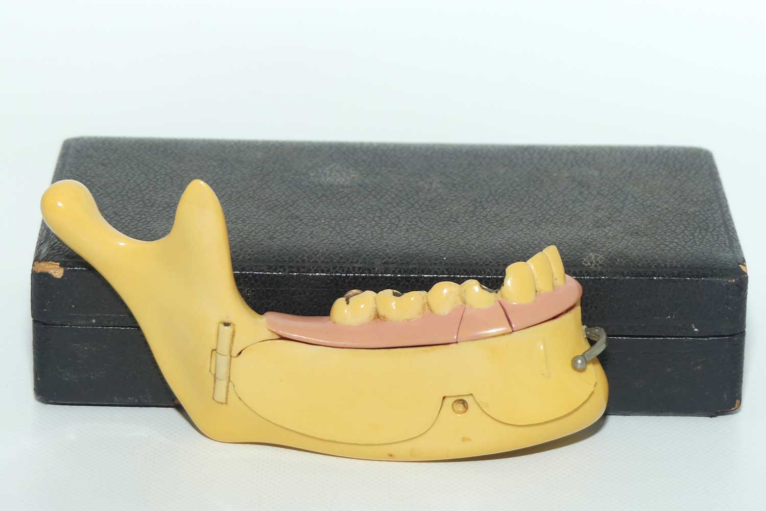 Dentist's Educational Display Mandible | Object Of Curiosity | made from Galalith or Bakelite