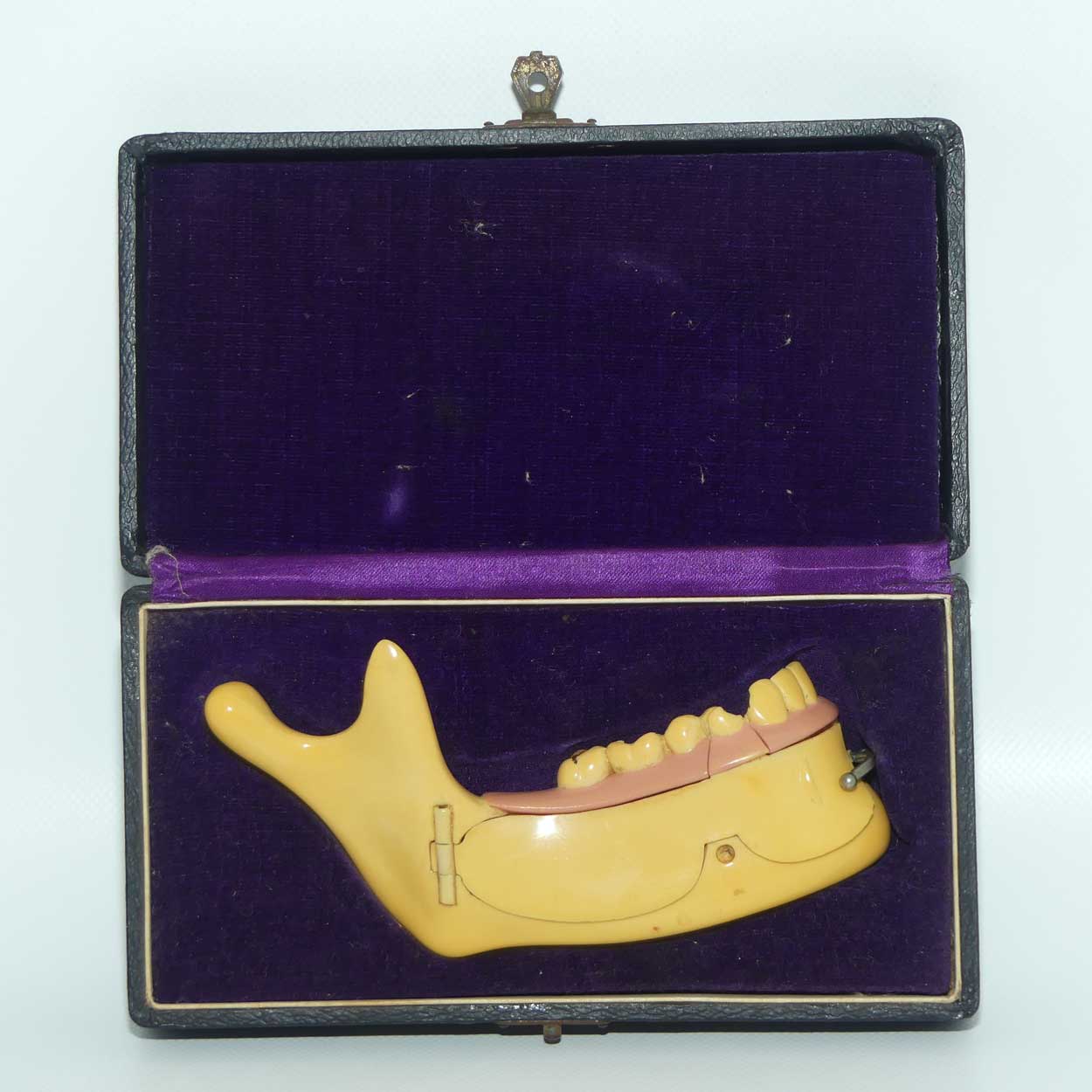 Dentist's Educational Display Mandible | Object Of Curiosity | made from Galalith or Bakelite