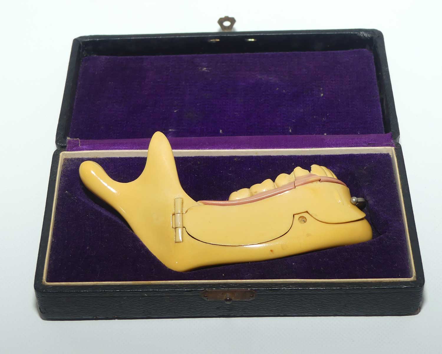 Dentist's Educational Display Mandible | Object Of Curiosity | made from Galalith or Bakelite