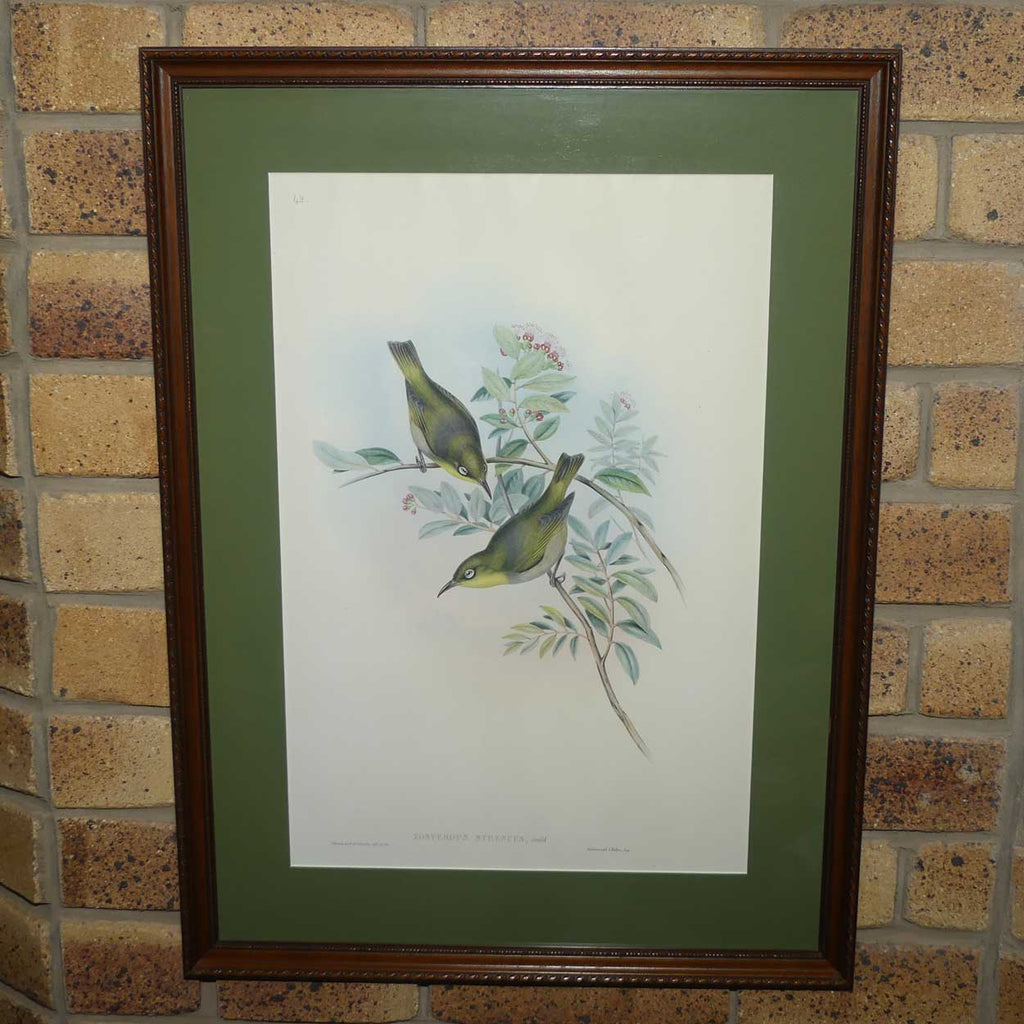 John Gould | Birds of Australia framed lithograph | Zosterops Strenuus | Robust white-eye | Lord Howe white-eye | Robust Silvereye