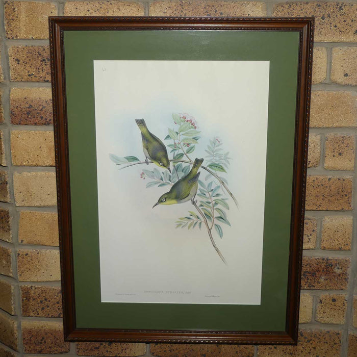 John Gould | Birds of Australia framed lithograph | Zosterops Strenuus | Robust white-eye | Lord Howe white-eye | Robust Silvereye