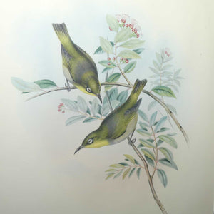 John Gould | Birds of Australia framed lithograph | Zosterops Strenuus | Robust white-eye | Lord Howe white-eye | Robust Silvereye