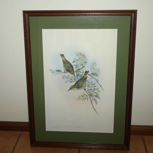 John Gould | Birds of Australia framed lithograph | Zosterops Strenuus | Robust white-eye | Lord Howe white-eye | Robust Silvereye