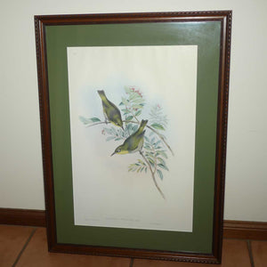 John Gould | Birds of Australia framed lithograph | Zosterops Strenuus | Robust white-eye | Lord Howe white-eye | Robust Silvereye