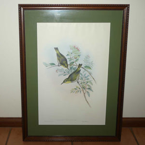 John Gould | Birds of Australia framed lithograph | Zosterops Strenuus | Robust white-eye | Lord Howe white-eye | Robust Silvereye