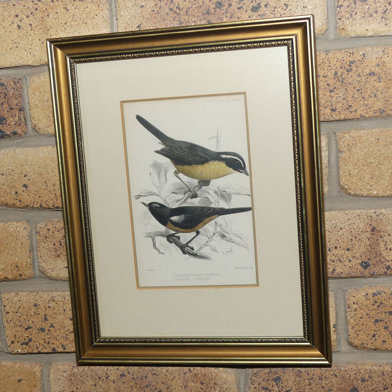 Antiquarian Print | Chlorospirgus Goeringi and Diglossa Gloriosa | Slaty-backed Hemispingus and Mérida Flowerpiercer | by Joseph Smit