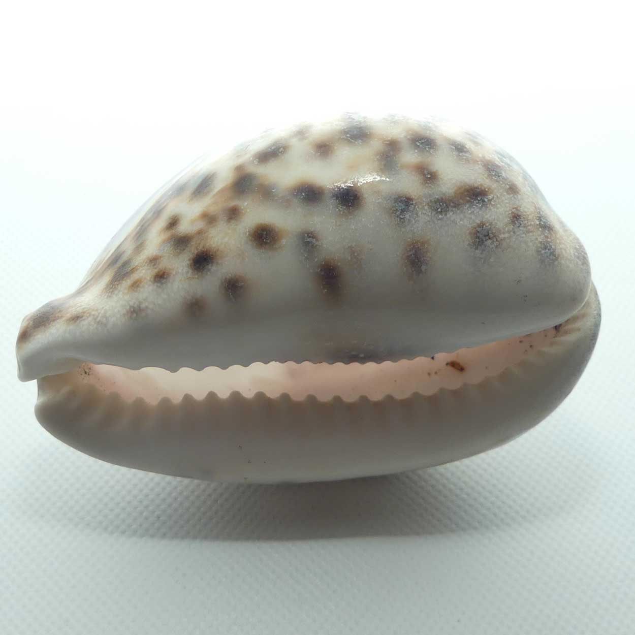 Pair of Australian motif carved Shells | Koala and Emu