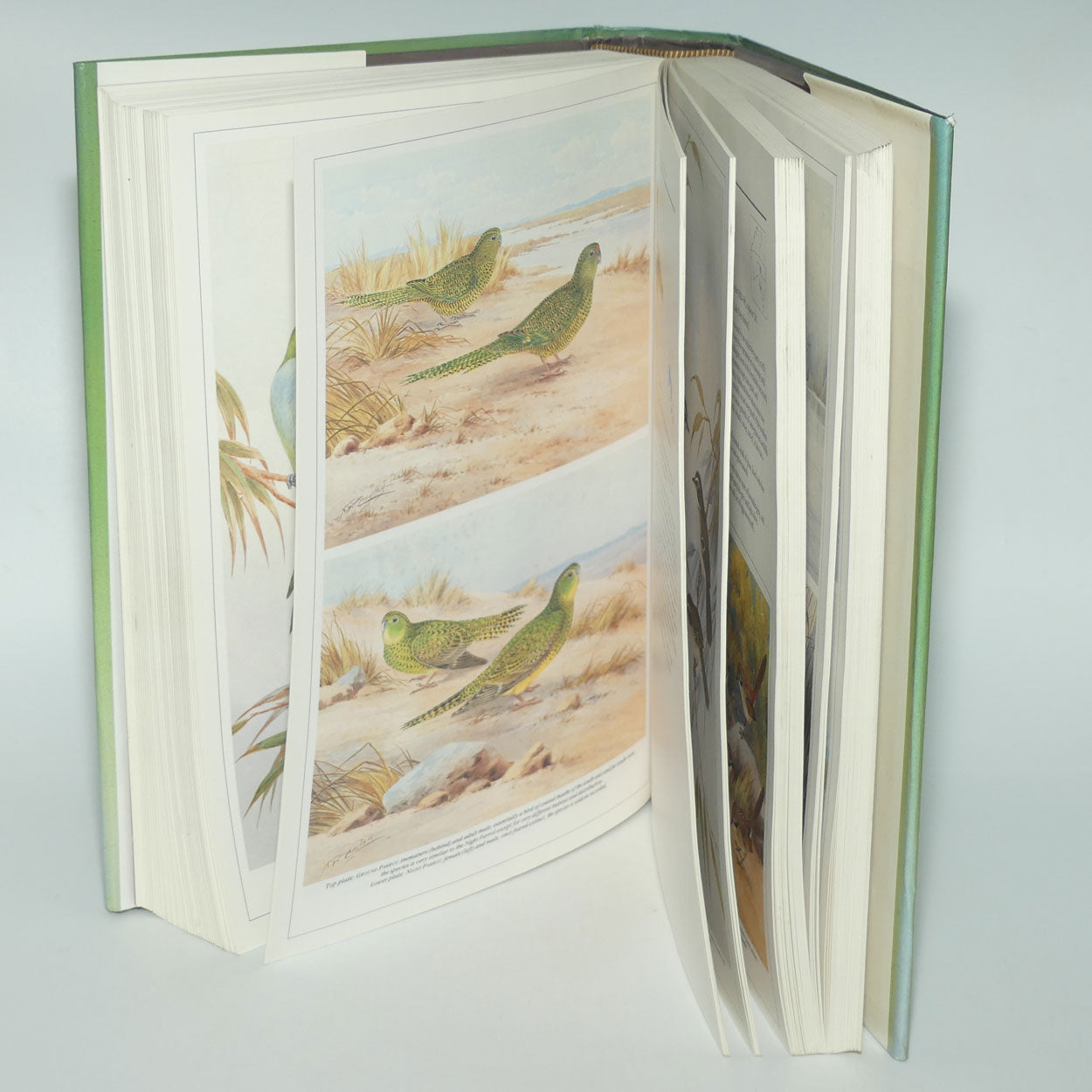 Reference Book | Neville W. Cayley's | What Bird is That